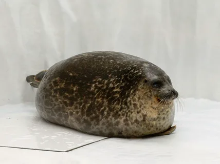 SellASeal