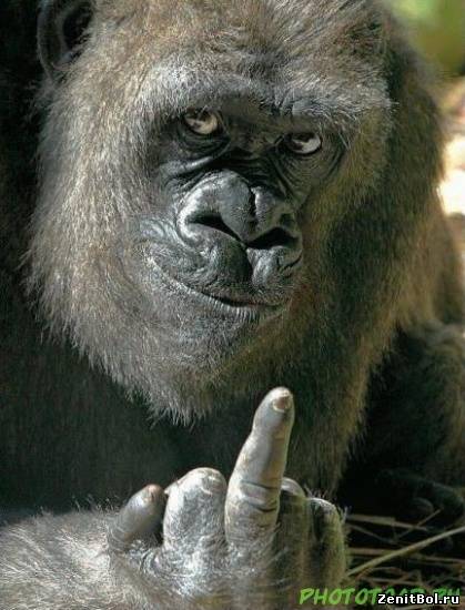 MrMonkey7777