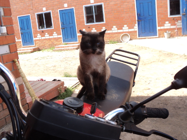 Andrey Warrior Within