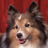 Sheltie