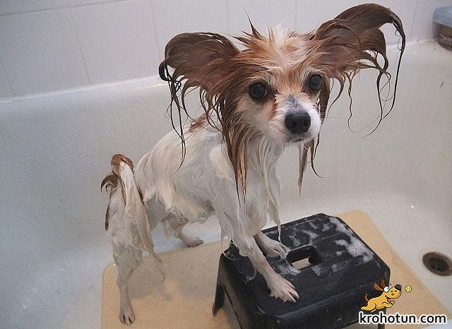 Робоцыпчик