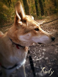 Goldy_