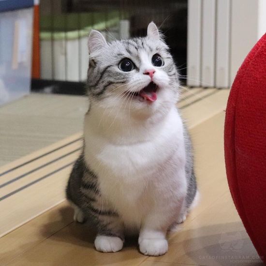 Ноунеймчег