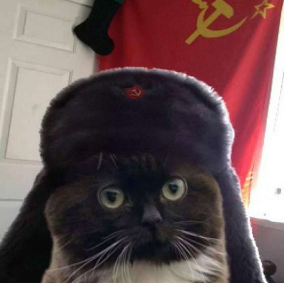 soviet cat