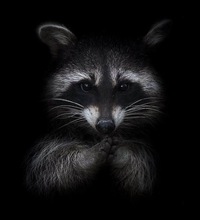 Влад Краснов