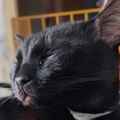 Пирожок_Феликсович