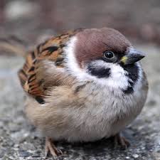 Сын воробушка