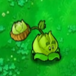Cabbagepult