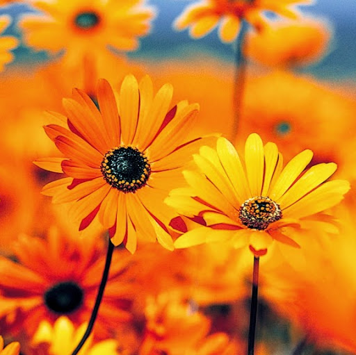 Ваня Ребров Дмитреевичь