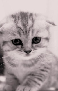 Антон Семакин