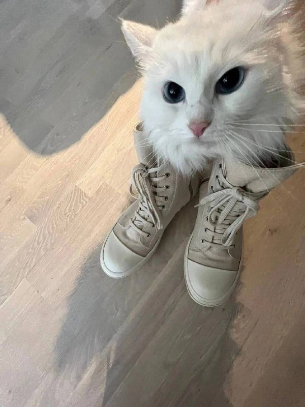 BadKat