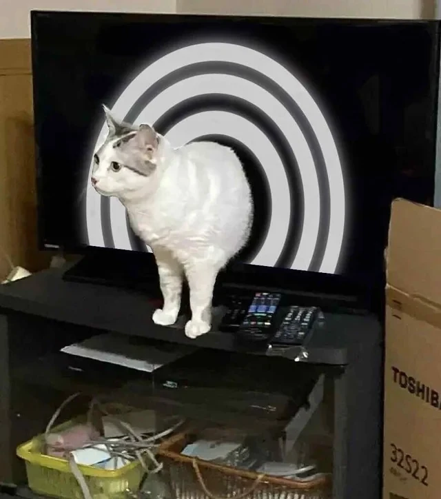 Похоже кот приобрёл персону