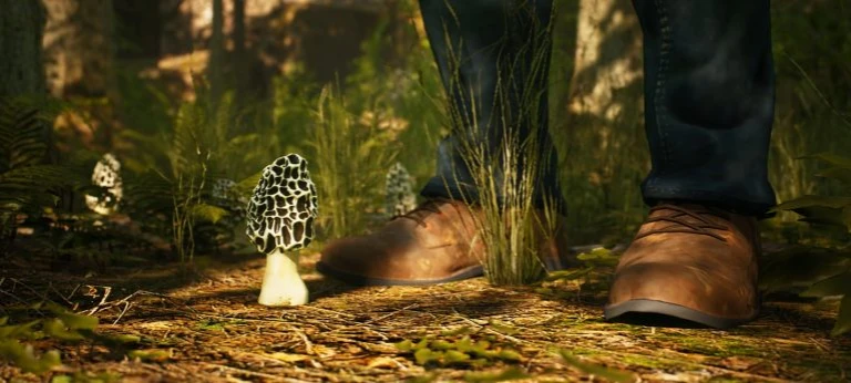 Анонсирован симулятор грибника Morels: The Hunt