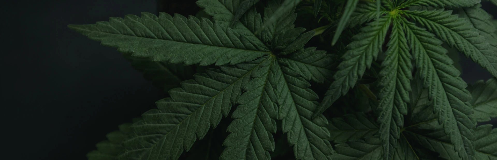 Симулятор бега. Впечатление от Drug Dealer Simulator