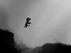Limbo прибудет на PSN 19-го июля, на Steam - 2-го августа