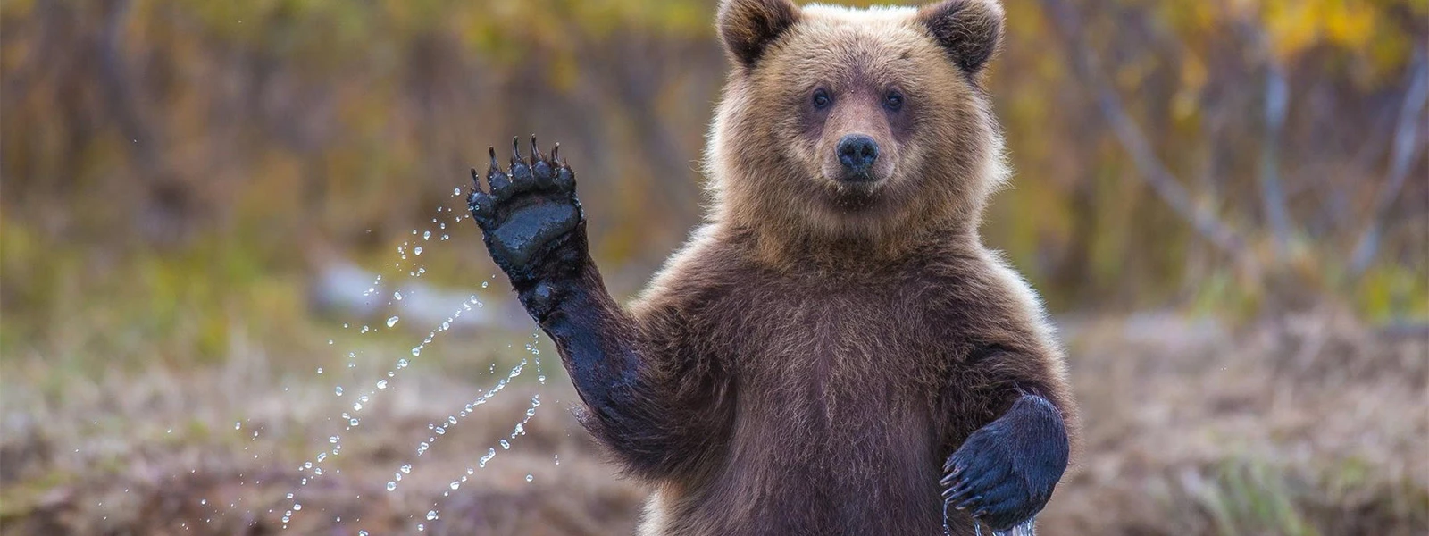 Симулятор медведя "впал в спячку"