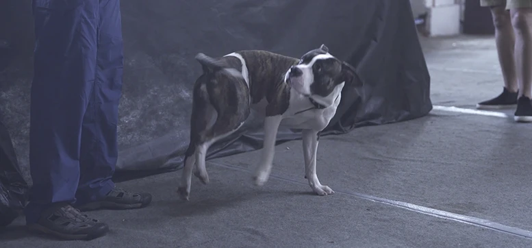 Анонсирована новая часть симулятора соблазнителя Super Seducer