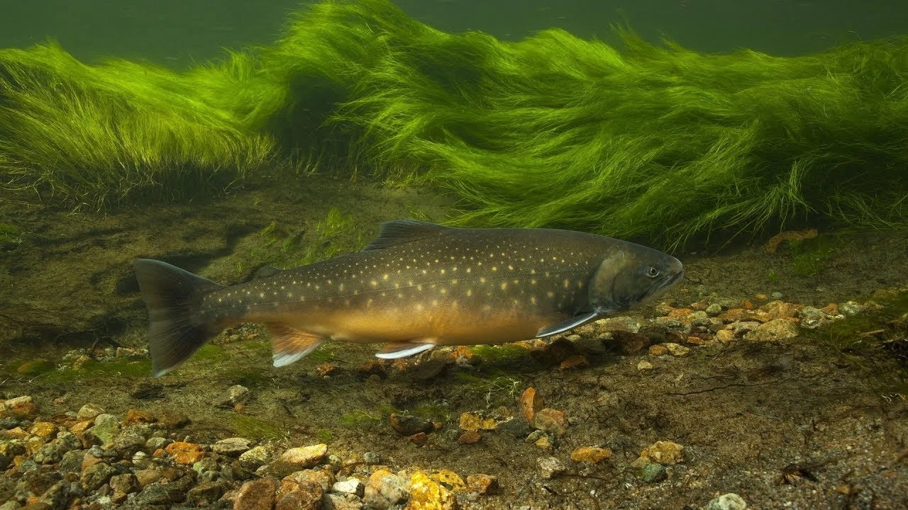 Гайд по игре Fisher Online: Водоемы, рыбы и наживки