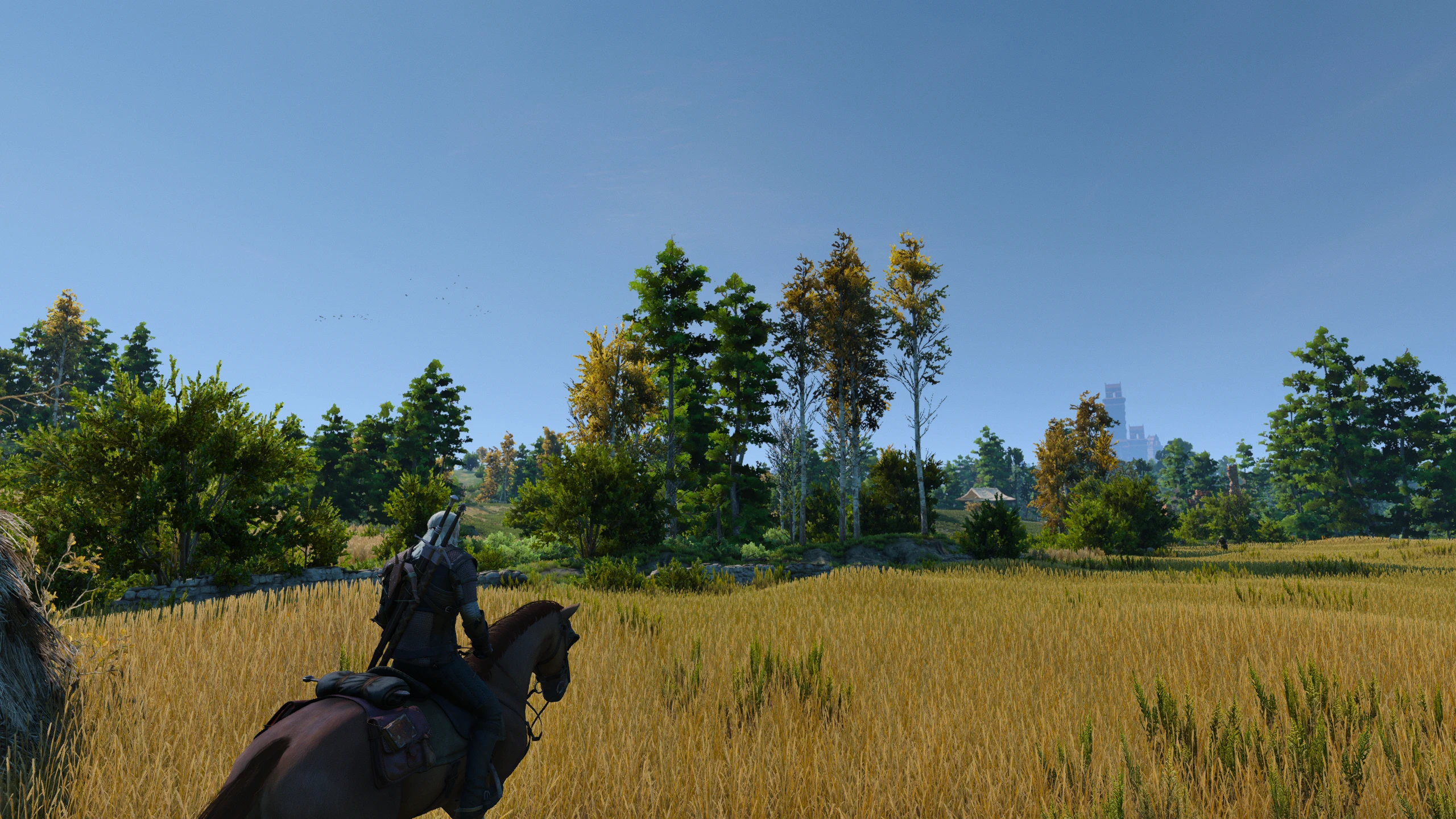 Witcher 3 "Осенние березы"