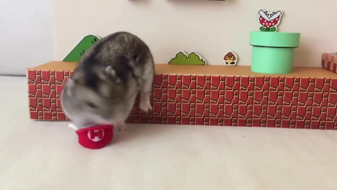 Хомячок прошёл первый уровень Марио