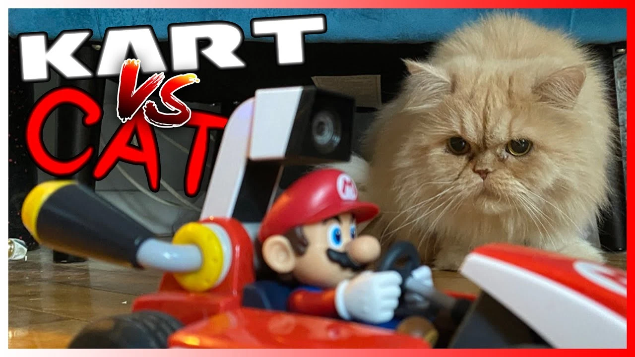 Видео: Mario Kart Live: Home Circuit и домашняя кошка - не лучшая комбинация