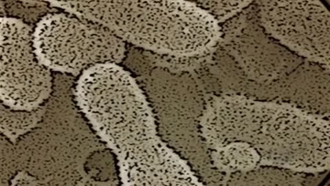 Дебютный трейлер Fort Zombie