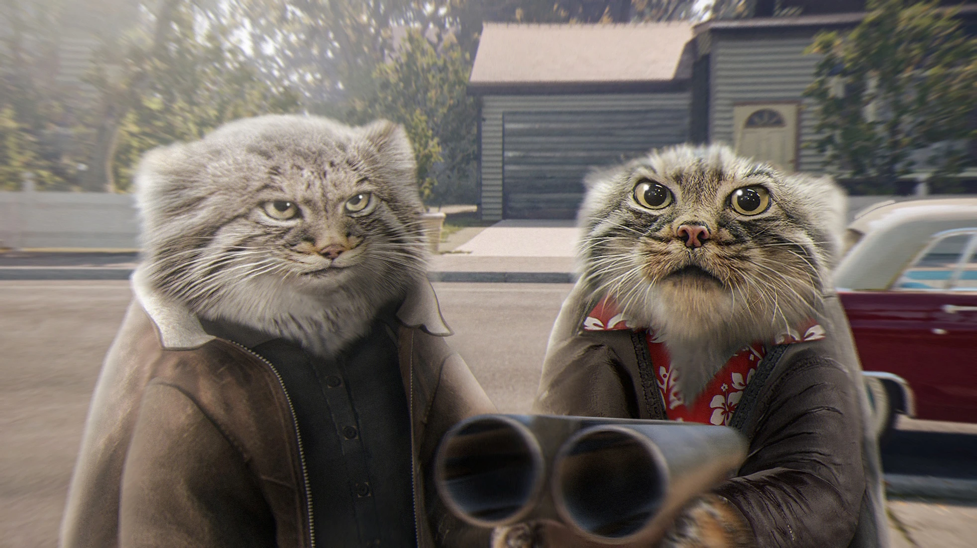 Мистер манул передает привет