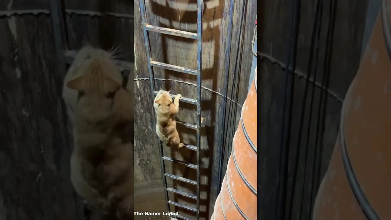 Кошачий Снейк лезет по самой длинной лестнице