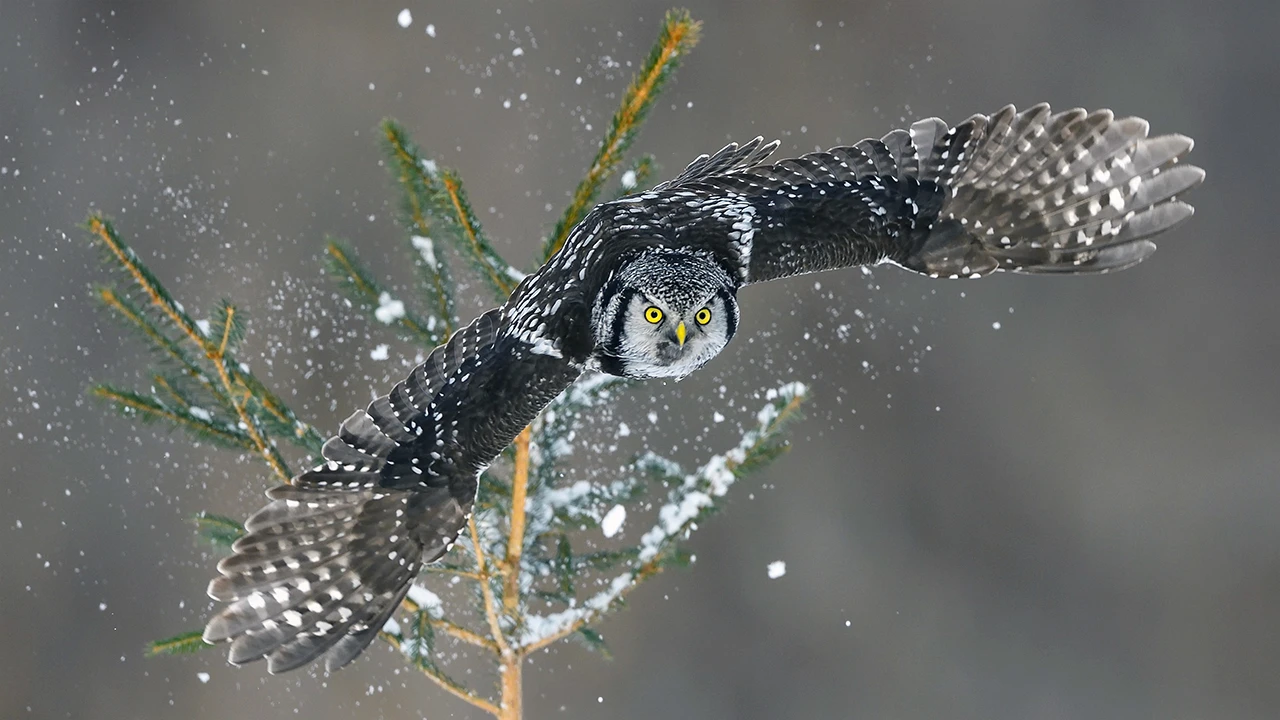 Новая игра от создателей What Remains of Edith Finch посвящена чарующей красоте животных