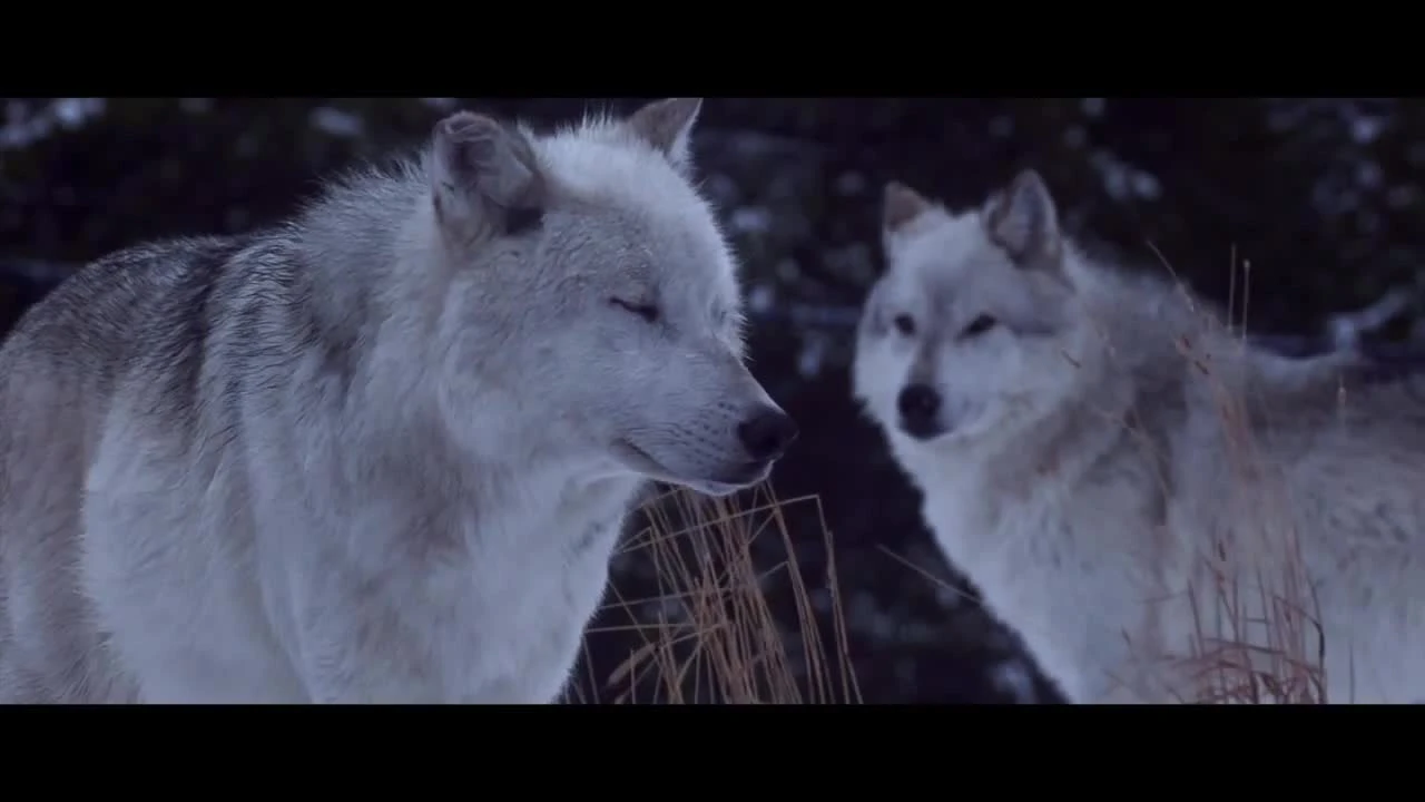 Тизер-трейлер The Long Dark