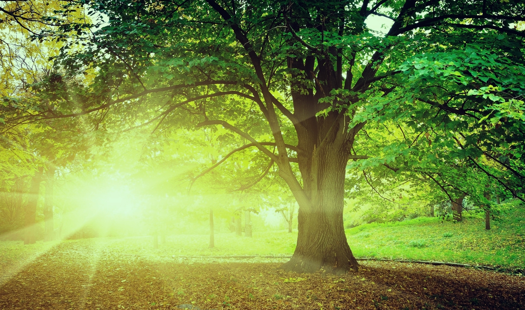 Моя история NVIDIA.TheForce of nature.