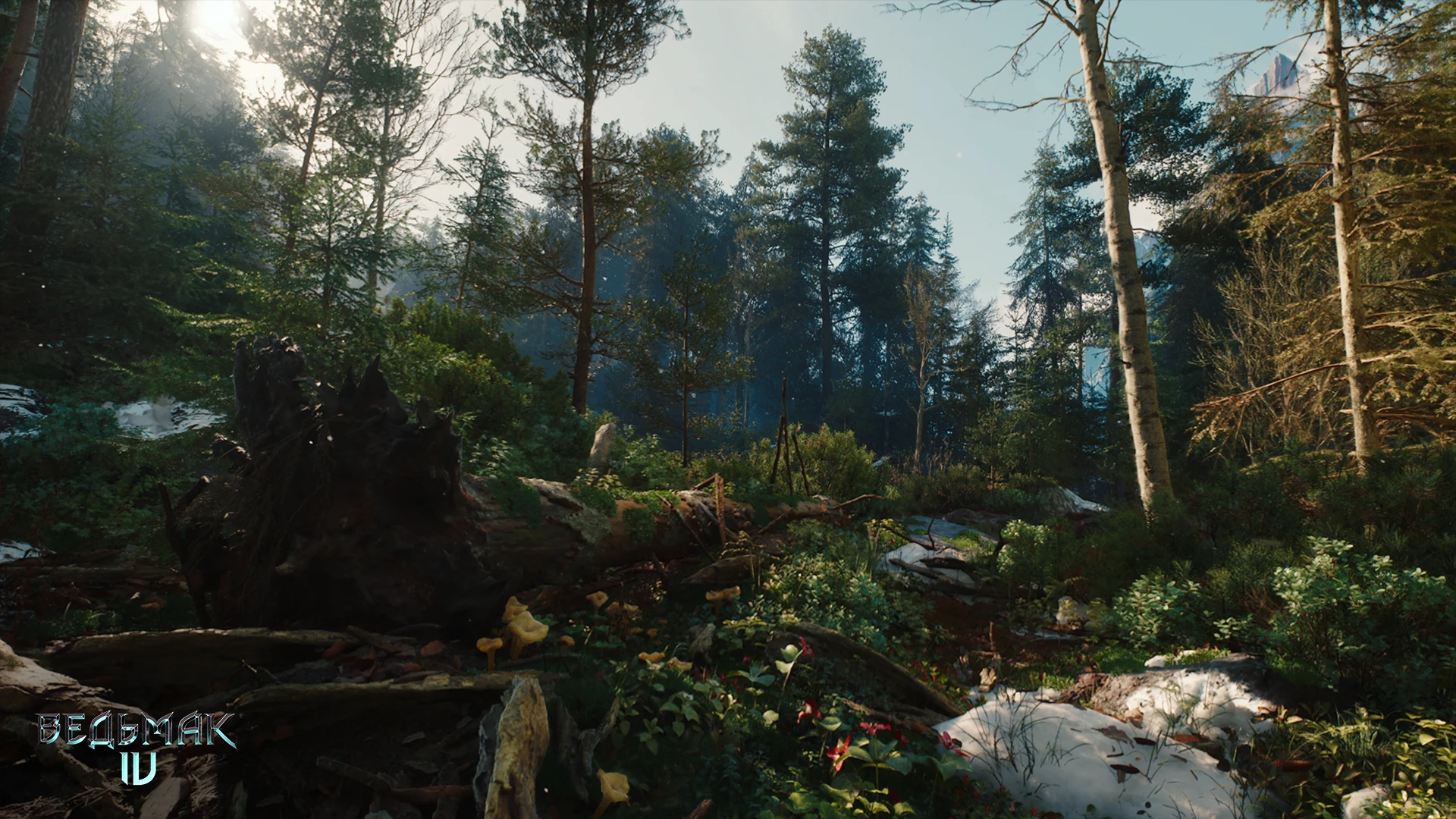 В The Witcher 4 будет реализована максимально реалистичная геометрия и растительность