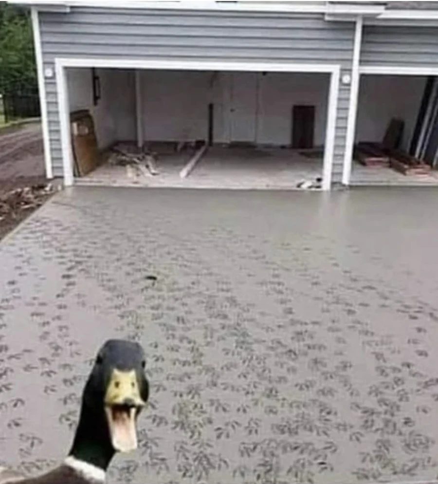 Здесь был гусь