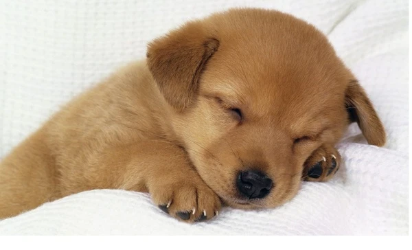 Ребятам о зверятах