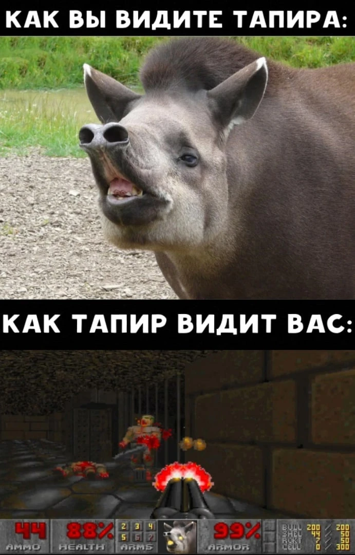 Как видит тапир
