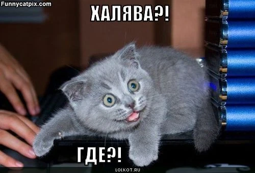 Халява, свежая!