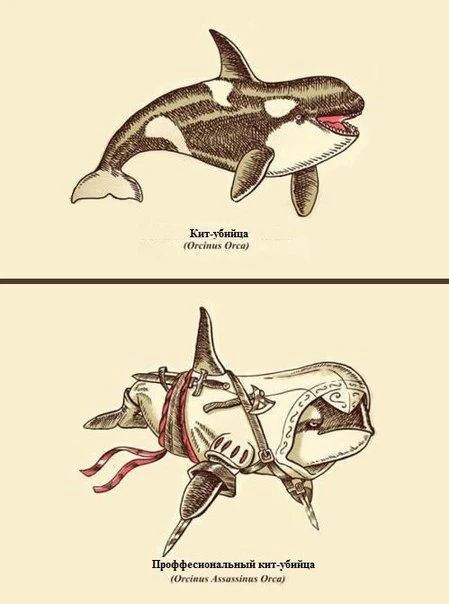 Кит-убийца