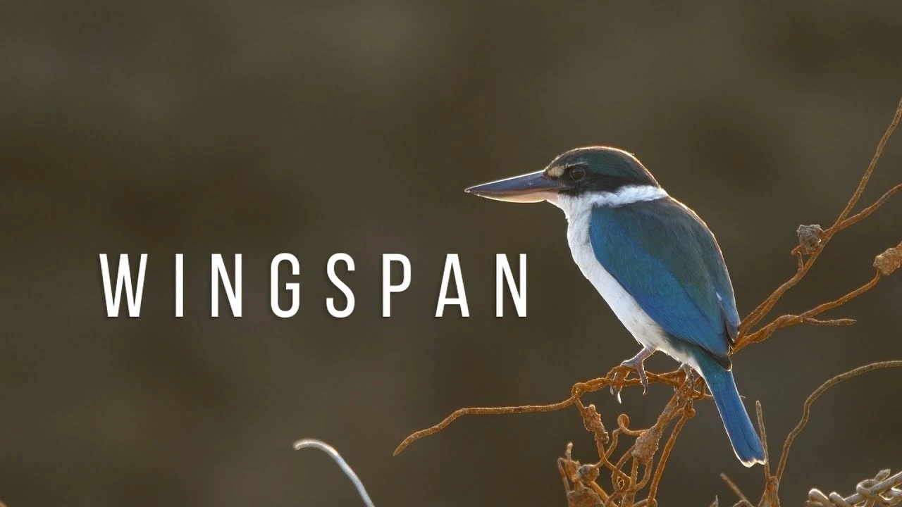 Состоялся релиз Wingspan на Switch