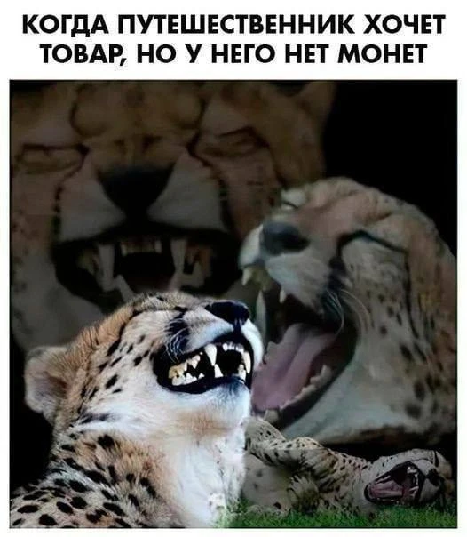 Типичные каджиты