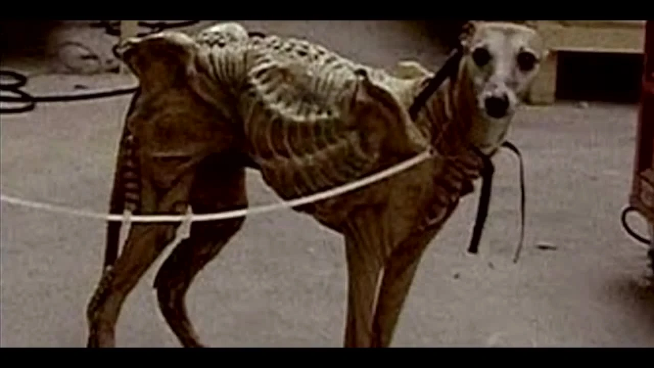 PredAlien биомусор