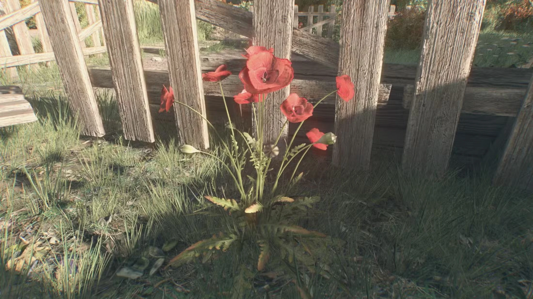 Где найти мак в Dying Light The Beast и как эффективно его собирать