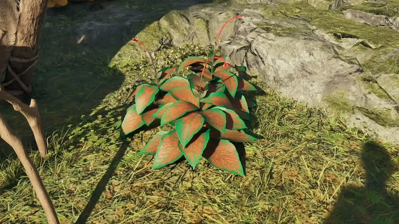 Как добыть лестничную древесину Парадиза в Avowed и зачем она нужна