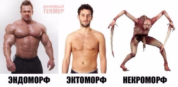 Телосложение