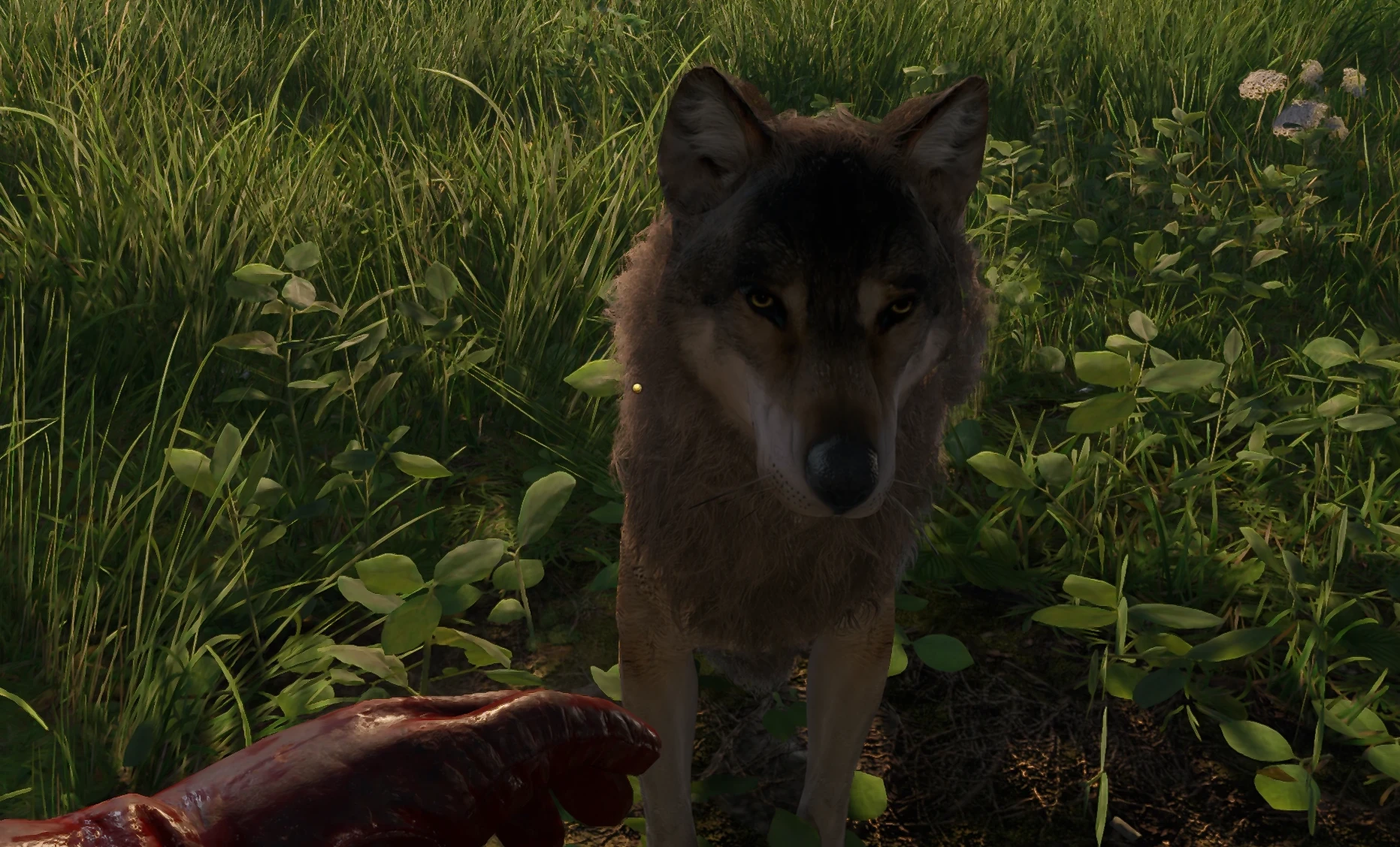 Kingdom Come: Deliverance 2 "Неагрессивные животные"