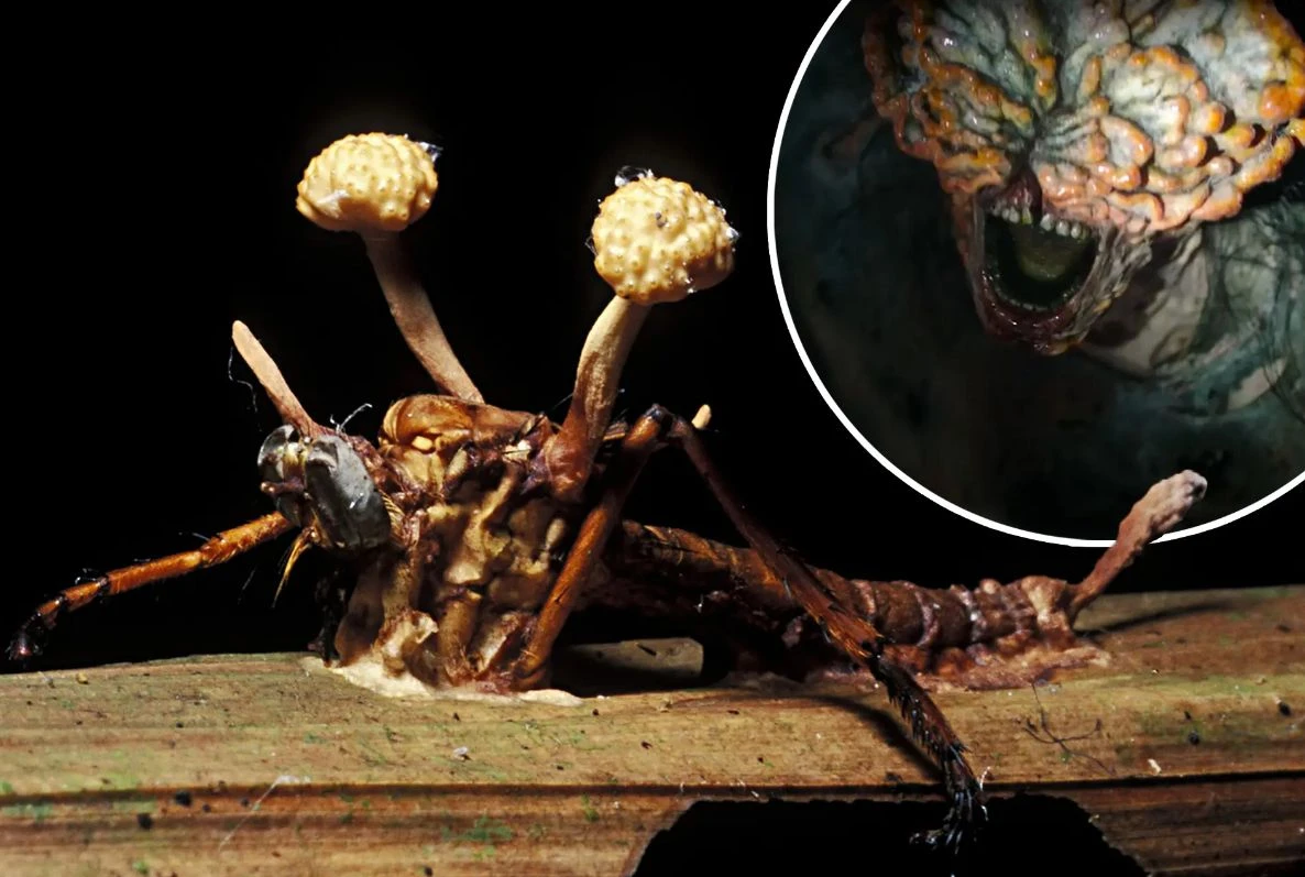 Гриб, превращающий людей в зомби в The Last of Us, может стать новым лекарством от рака