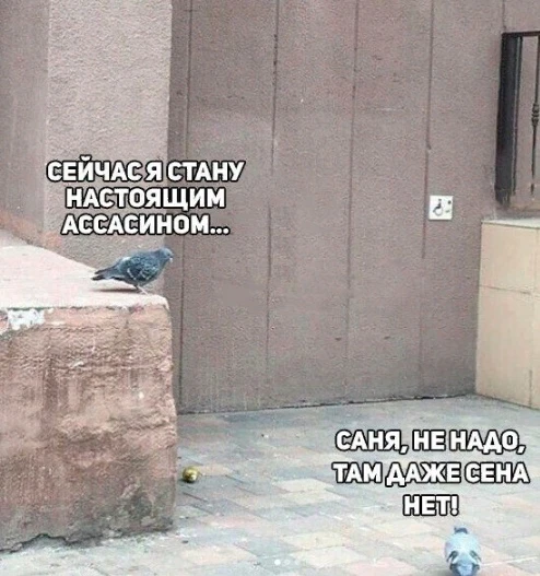 Голубь-ассасин