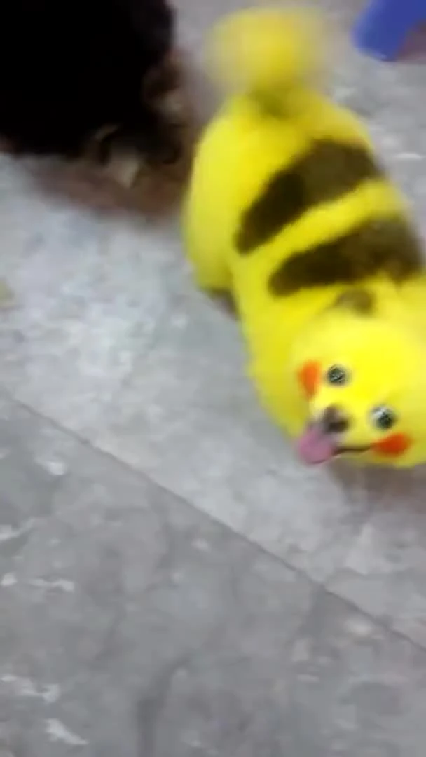 Поклонник Pokemon GO перекрасил свою собаку под Пикачу