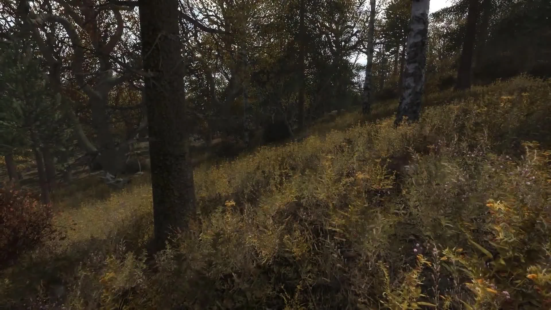 STALKER - Ray Of Hope - Новая Информация