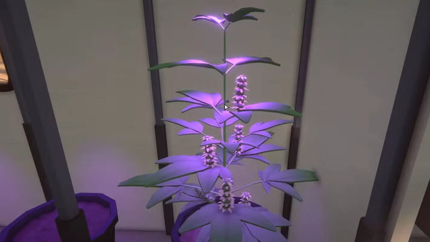 Как добыть листья коки в Schedule 1