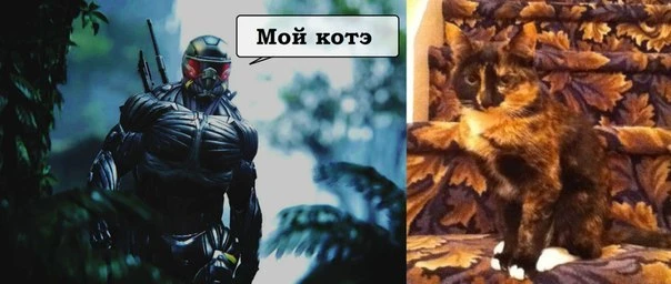 Как выглядит кот пророка